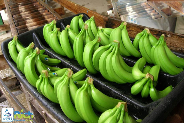 AV-21-FRUIT